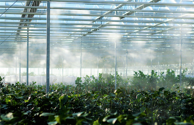 iNsense: o kit educativo IoT para formar os agricultores do futuro